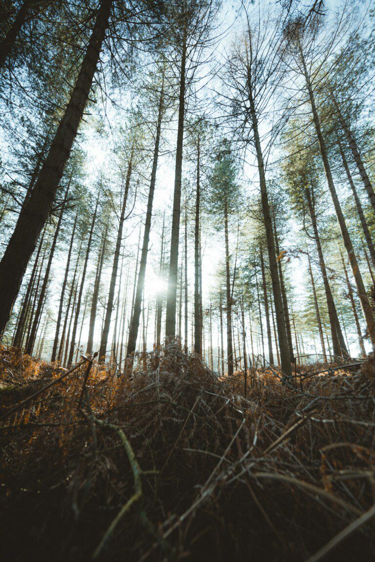 new forest
